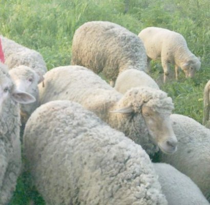 Percheziţii domiciliare în Constanţa, la hoţii de animale
